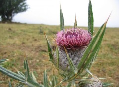  Nature Des fleurs