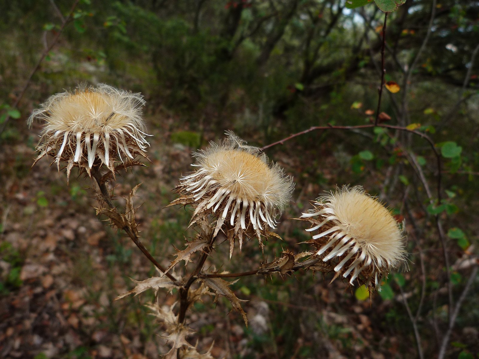 Fonds d'cran Nature Fleurs dans la famille des chardons ?