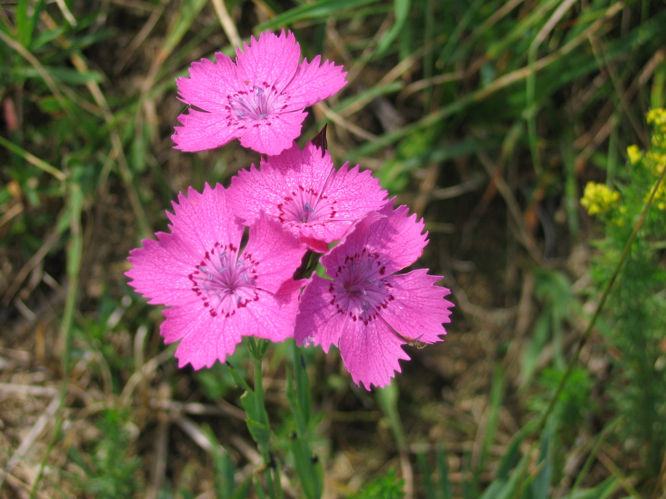 Fonds d'cran Nature Fleurs Des fleurs