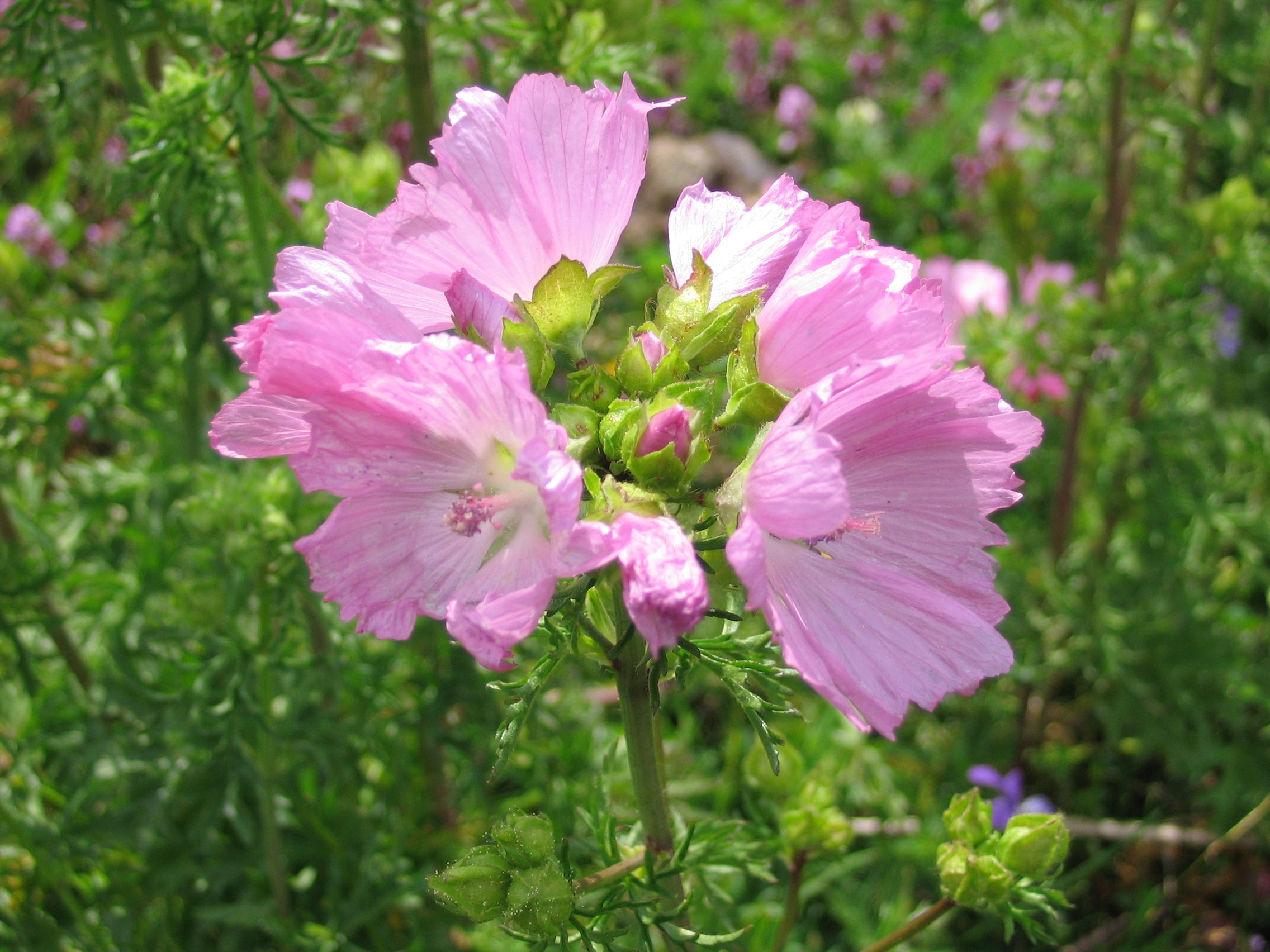 Fonds d'cran Nature Fleurs Des fleurs