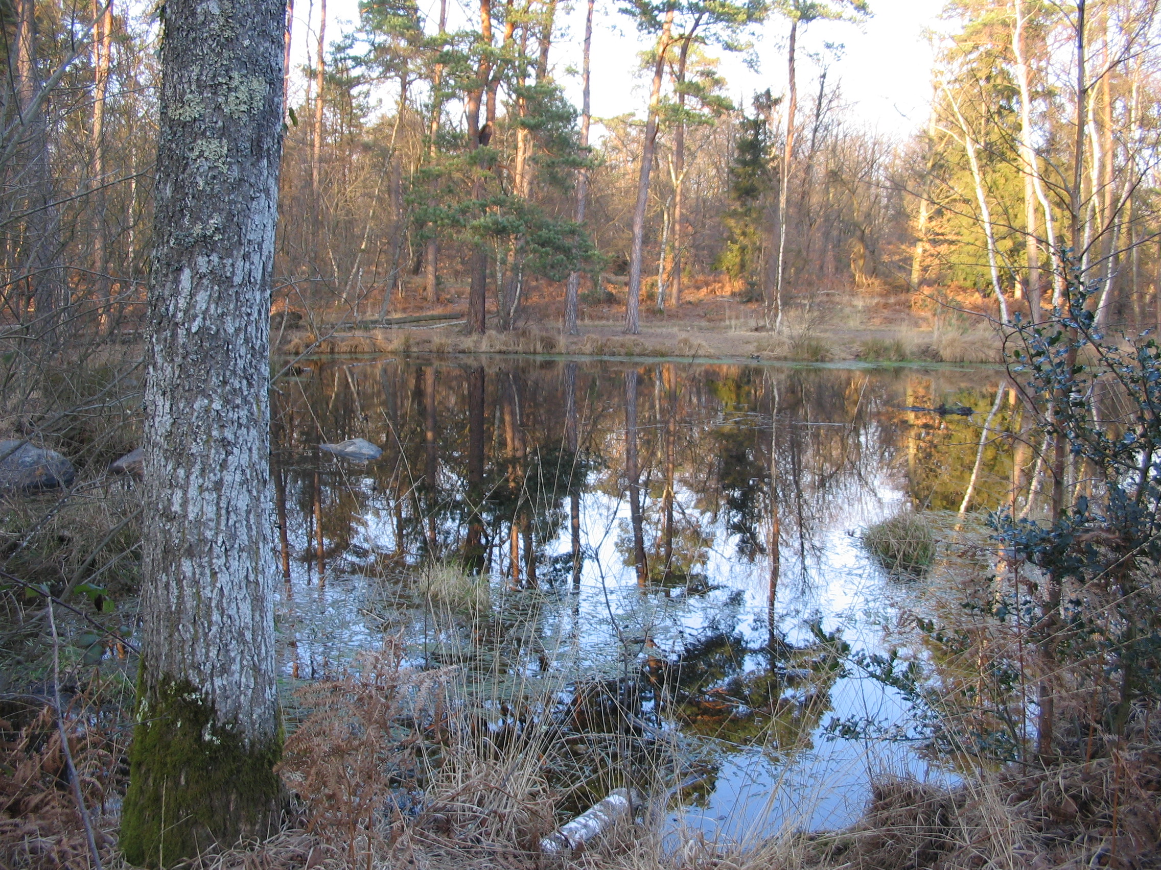 Wallpapers Nature Trees - Forests Mares en fort de Fontainebleau