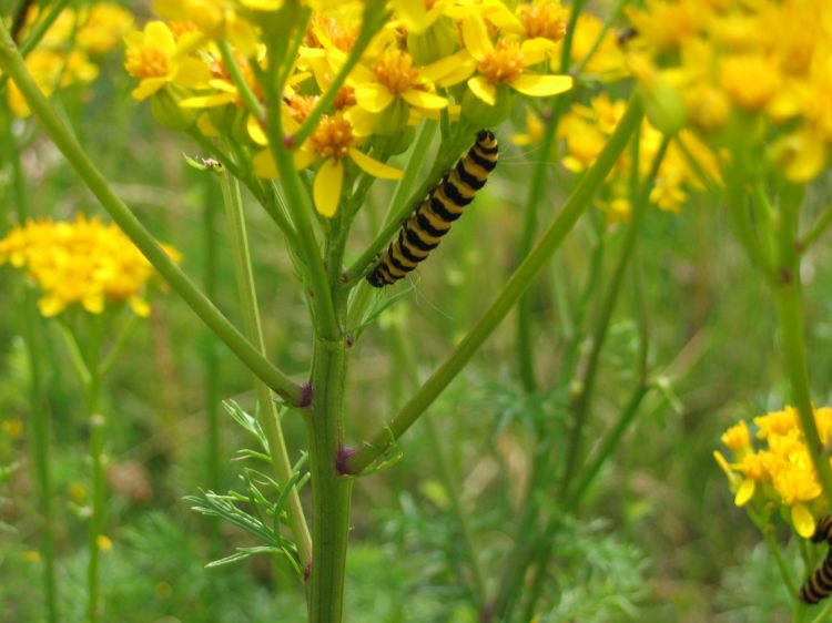 Fonds d'cran Nature Fleurs Des fleurs