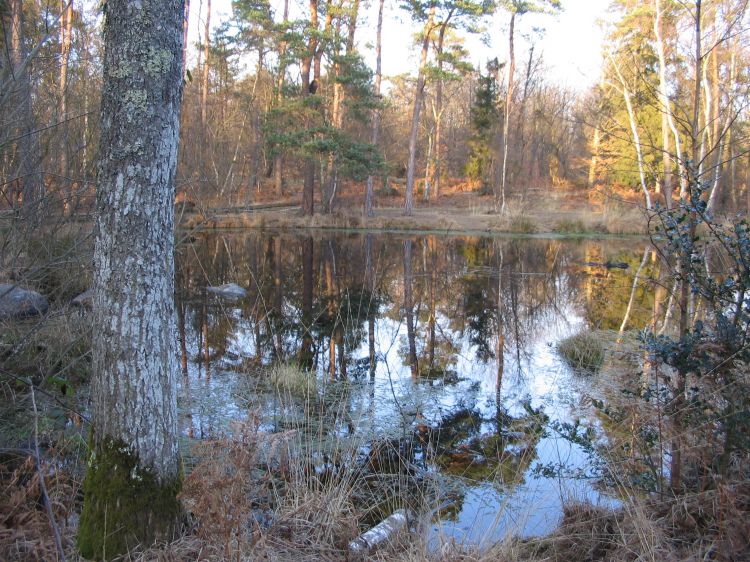 Fonds d'cran Nature Arbres - Forts Mares en fort de Fontainebleau