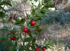  Nature fruits du faux houx 