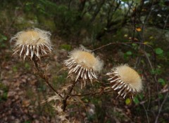  Nature dans la famille des chardons ?