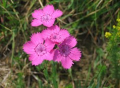  Nature Des fleurs