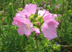  Nature Des fleurs