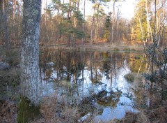  Nature Mares en fort de Fontainebleau