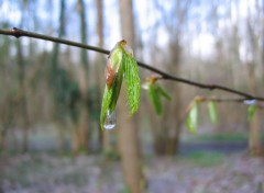  Nature Des Arbres, du bois