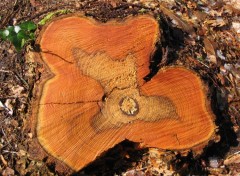  Nature Des Arbres, du bois