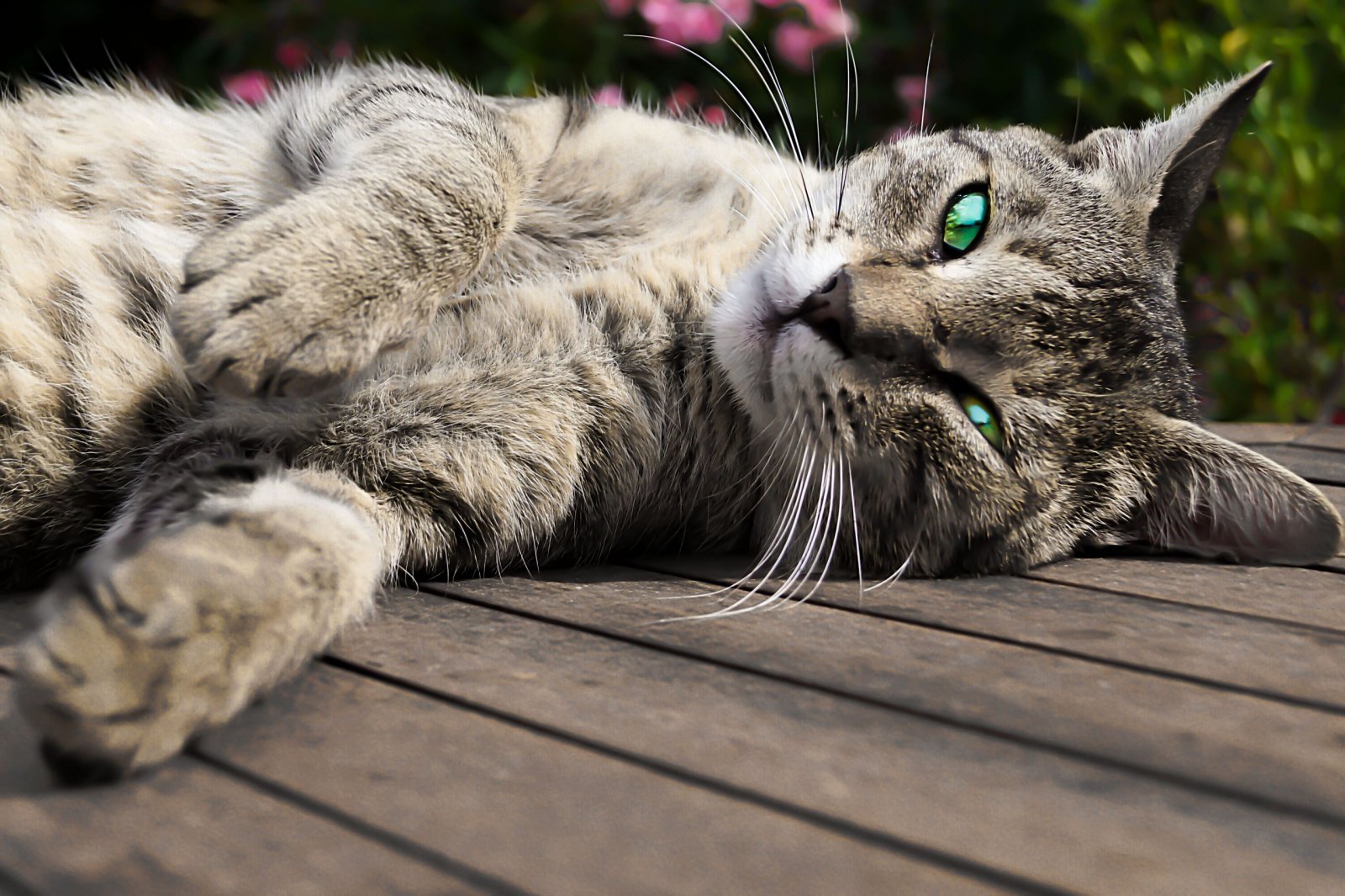 Fonds d'cran Animaux Chats - Chatons poshat