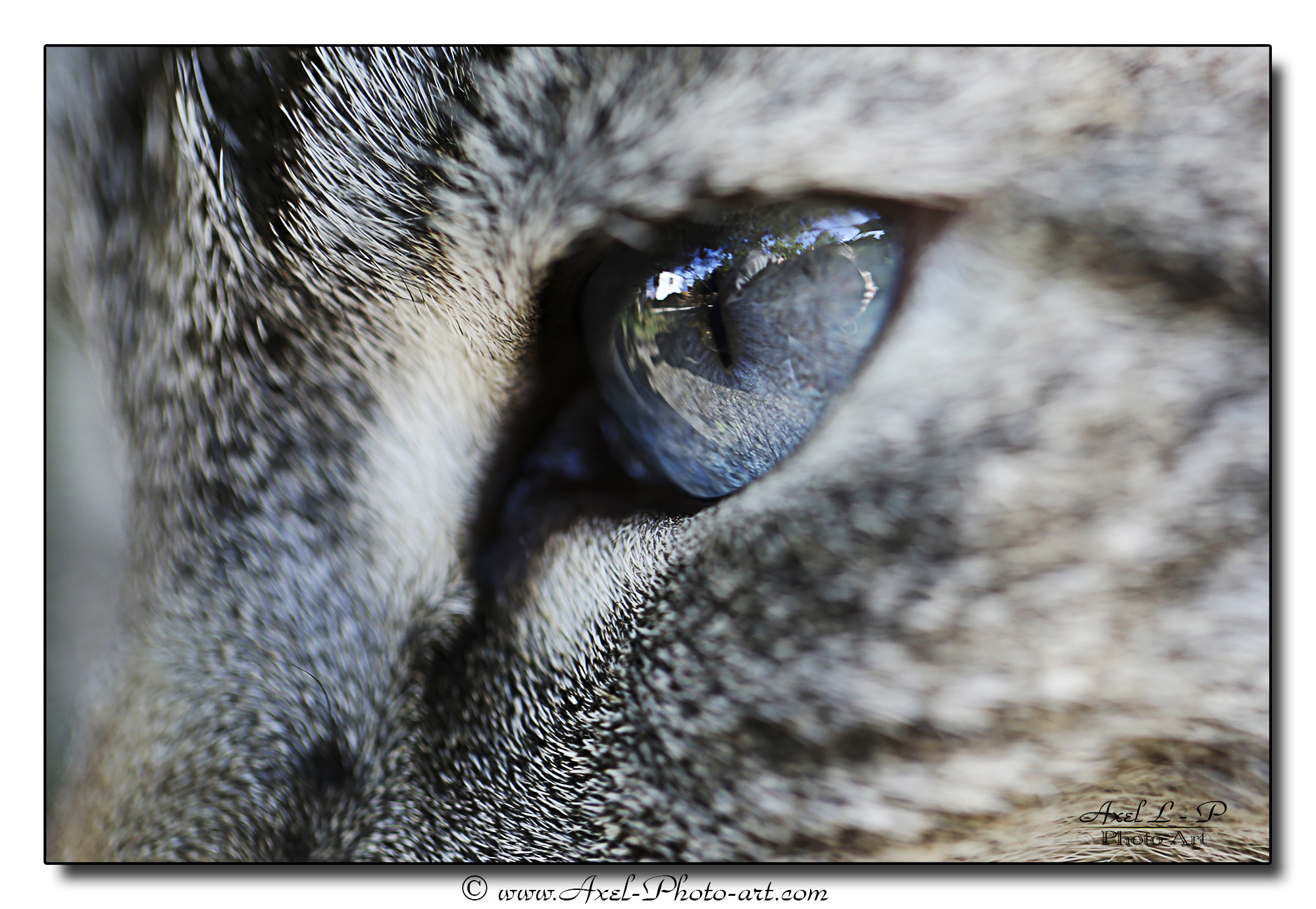 Wallpapers Animals Cats - Kittens Oeil de chat | www.axel-photo-art.com