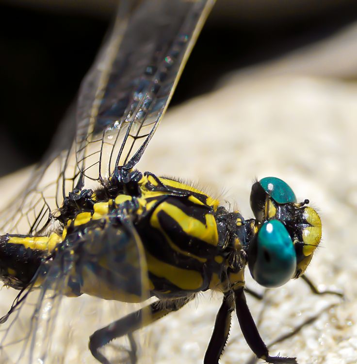 Fonds d'cran Animaux Insectes - Libellules libellule