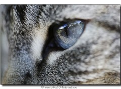  Animaux Oeil de chat | www.axel-photo-art.com