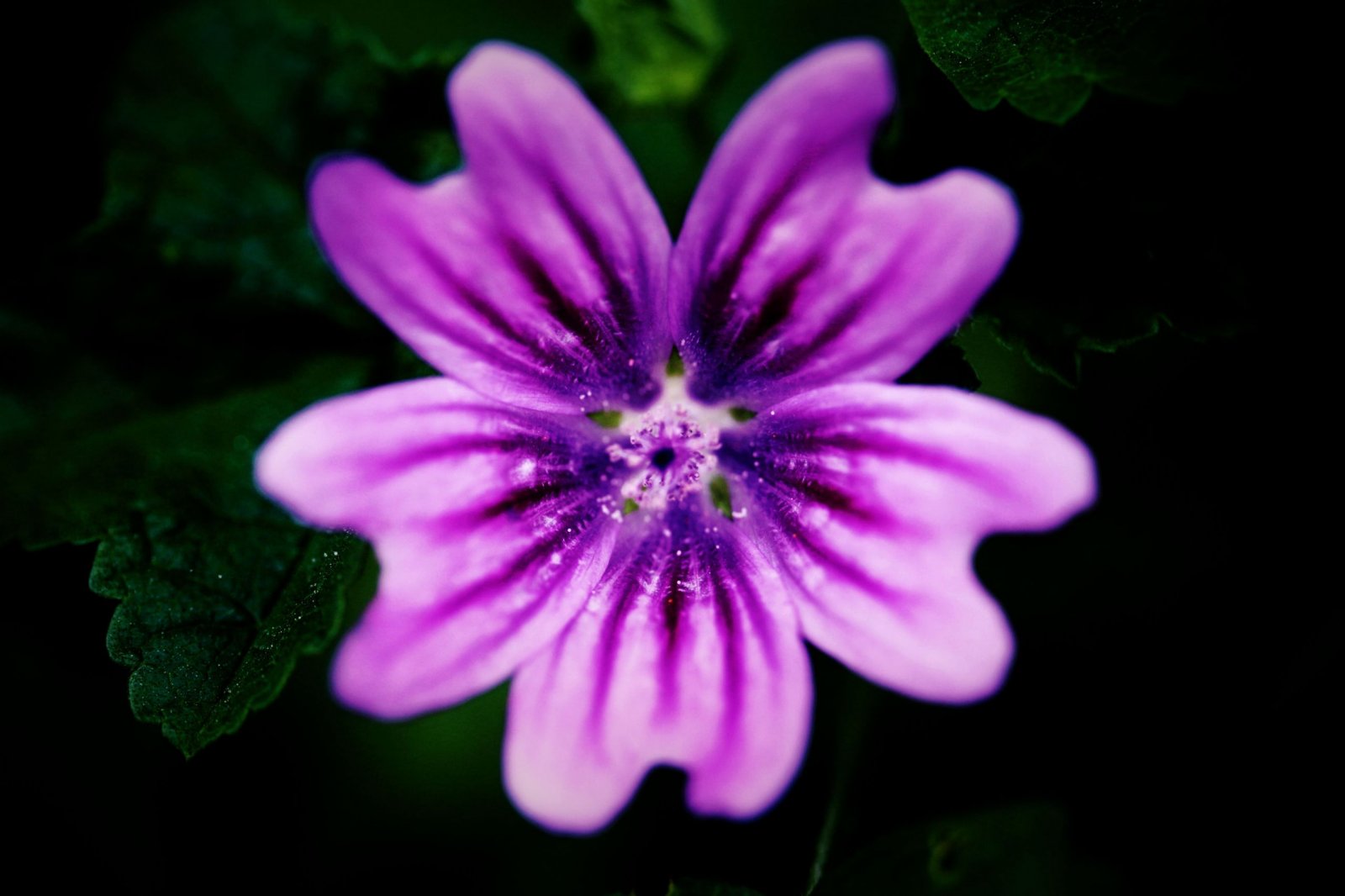 Fonds d'cran Nature Fleurs 