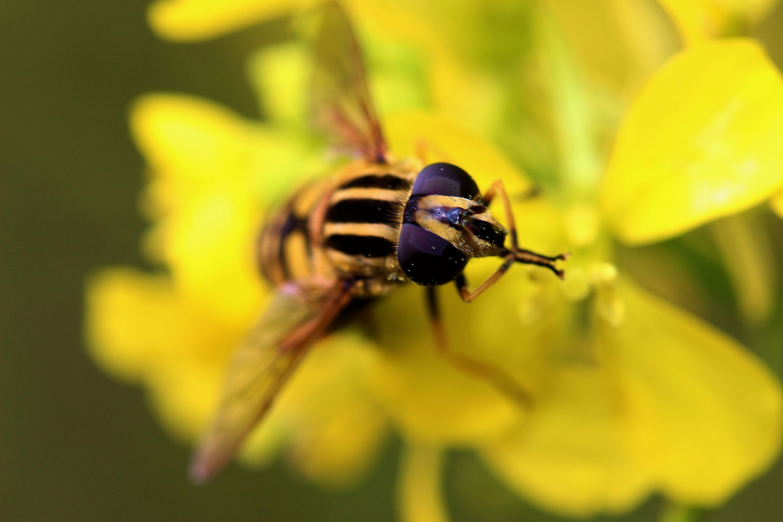 Fonds d'cran Animaux Insectes - Abeilles Gupes ... La prire.