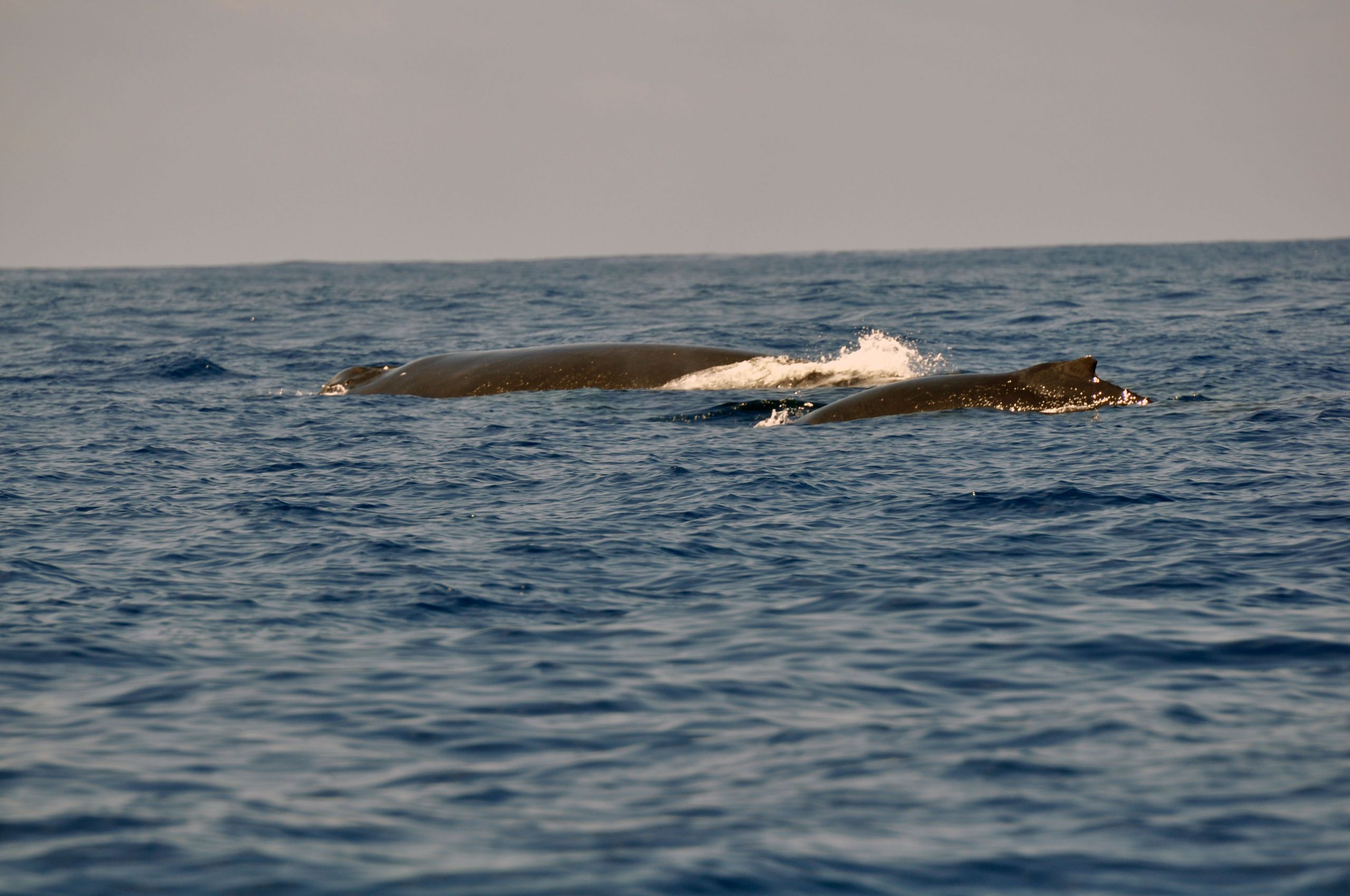 Fonds d'cran Animaux Vie marine - Baleines et Cachalots 