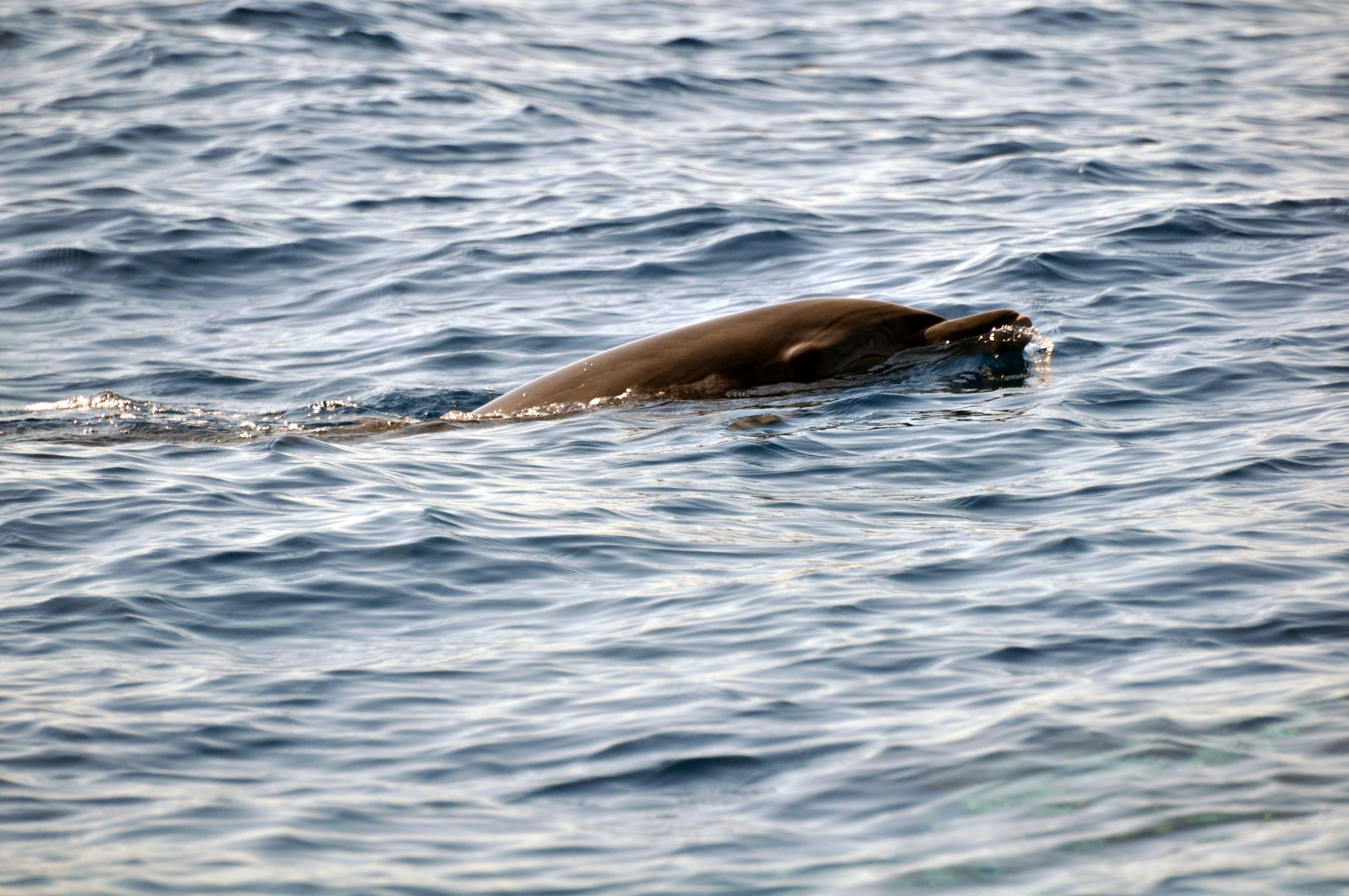 Fonds d'cran Animaux Vie marine - Dauphins 