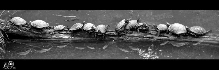 Fonds d'cran Animaux Vie marine - Tortues de mer l'extase