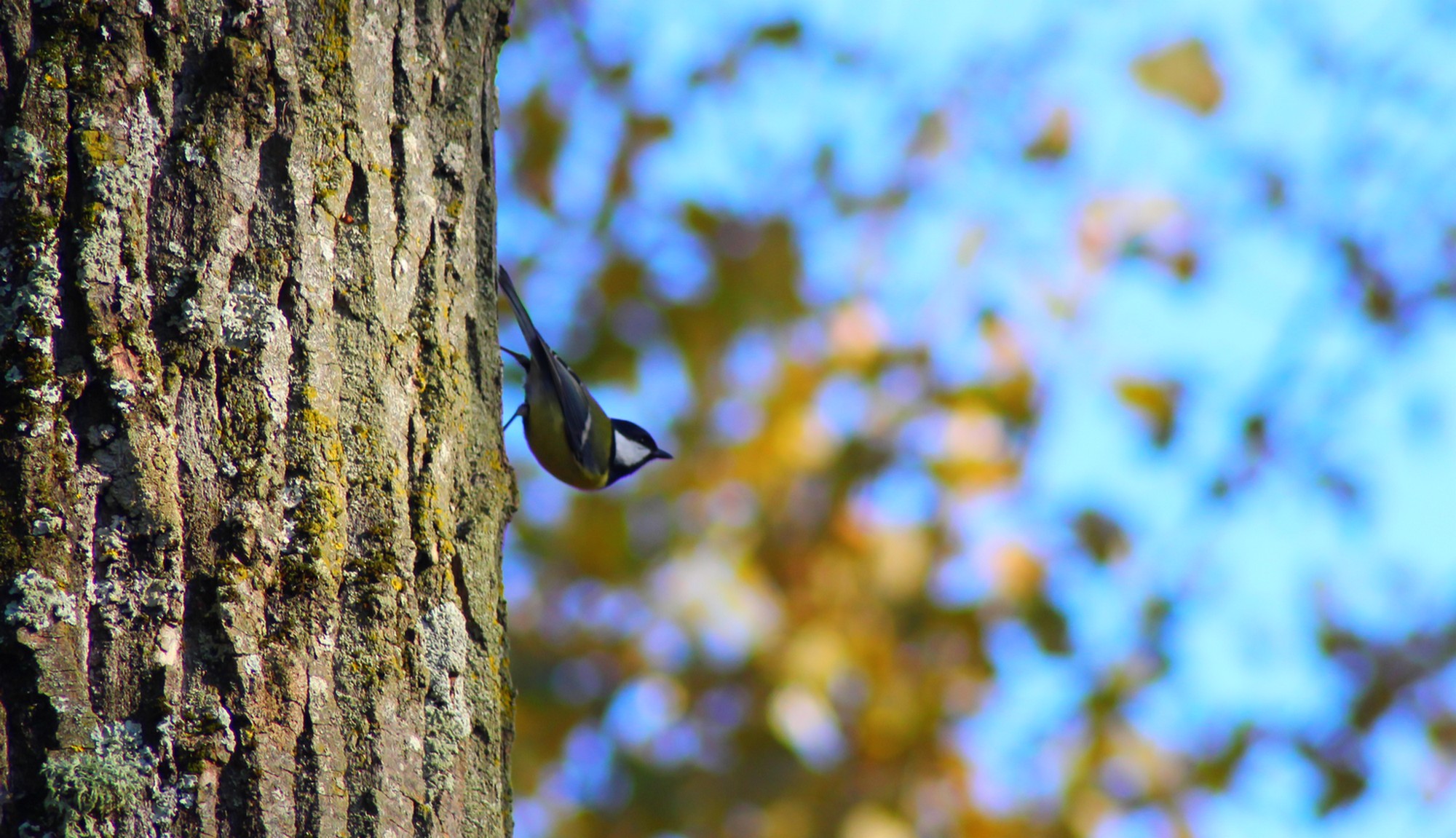 Wallpapers Nature Trees - Forests 