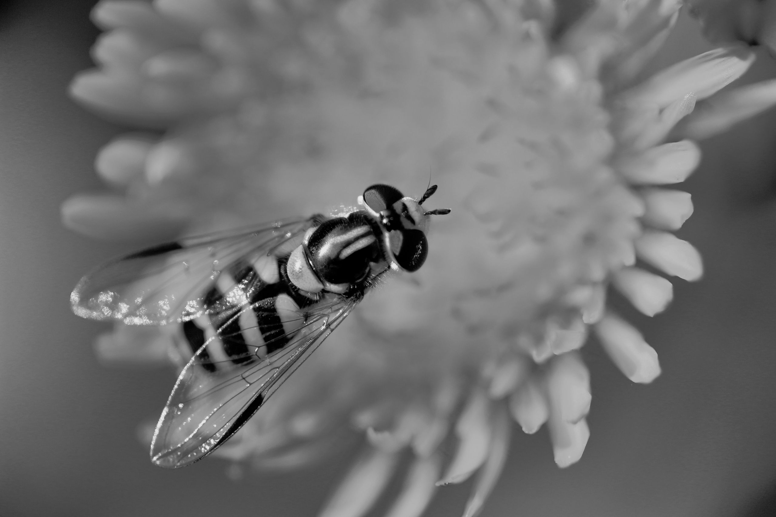 Wallpapers Animals Insects - Bees, Wasps 