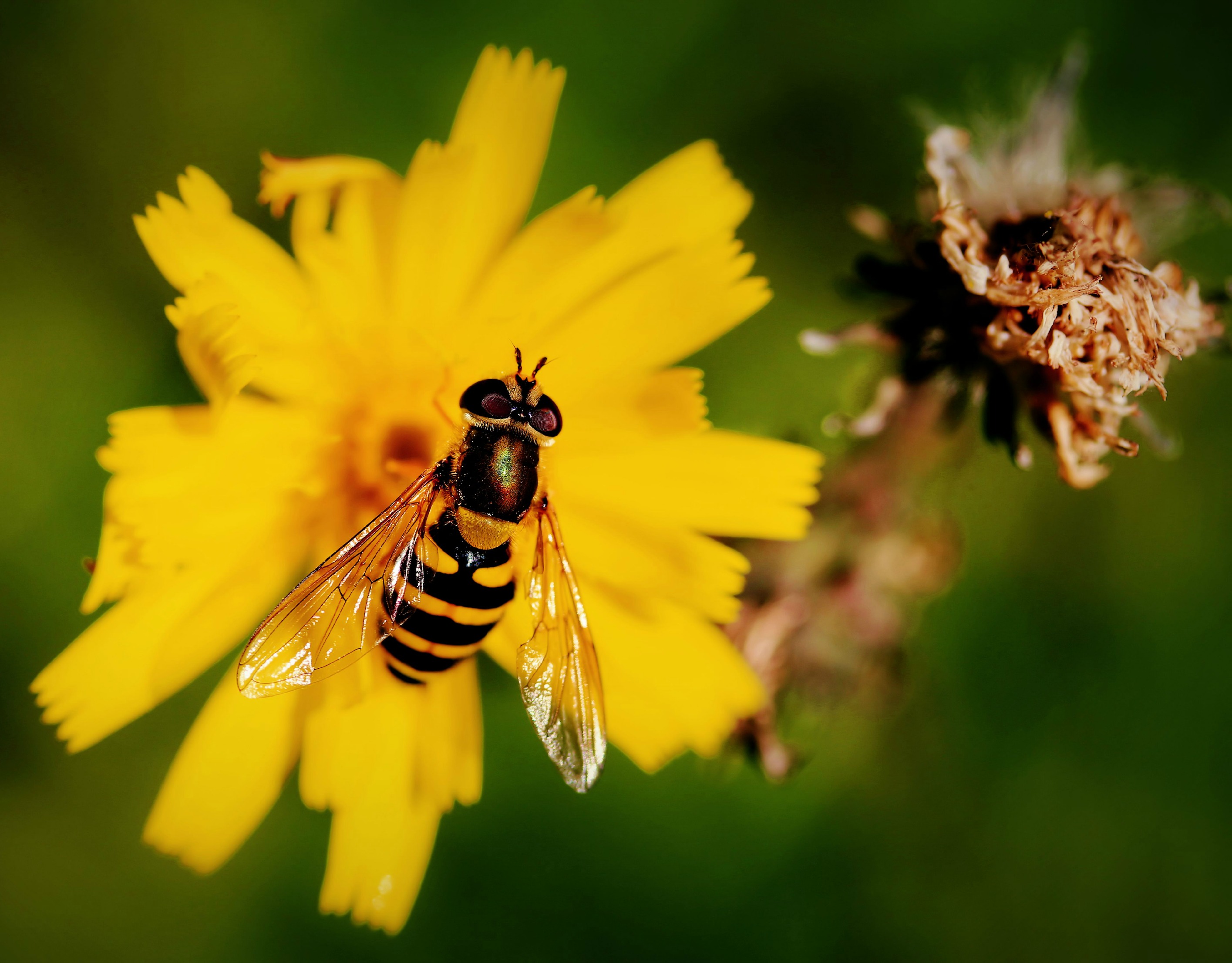 Wallpapers Animals Insects - Bees, Wasps 