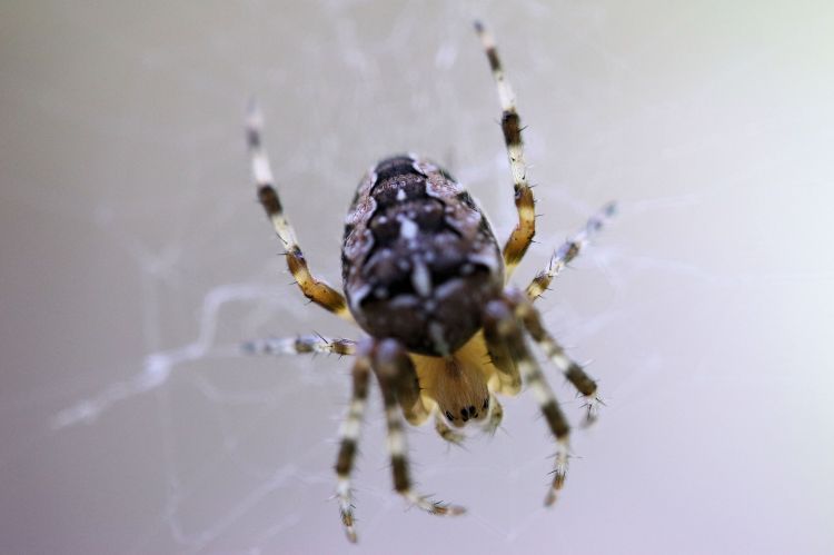 Fonds d'cran Animaux Araignes araignée 