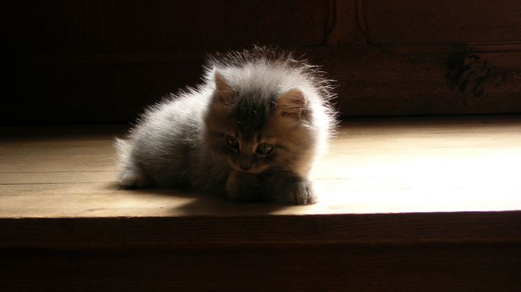 Fonds d'cran Animaux Chats - Chatons Chaton rêveur...