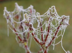  Nature Toiles d'araignée dans la gelée du matin