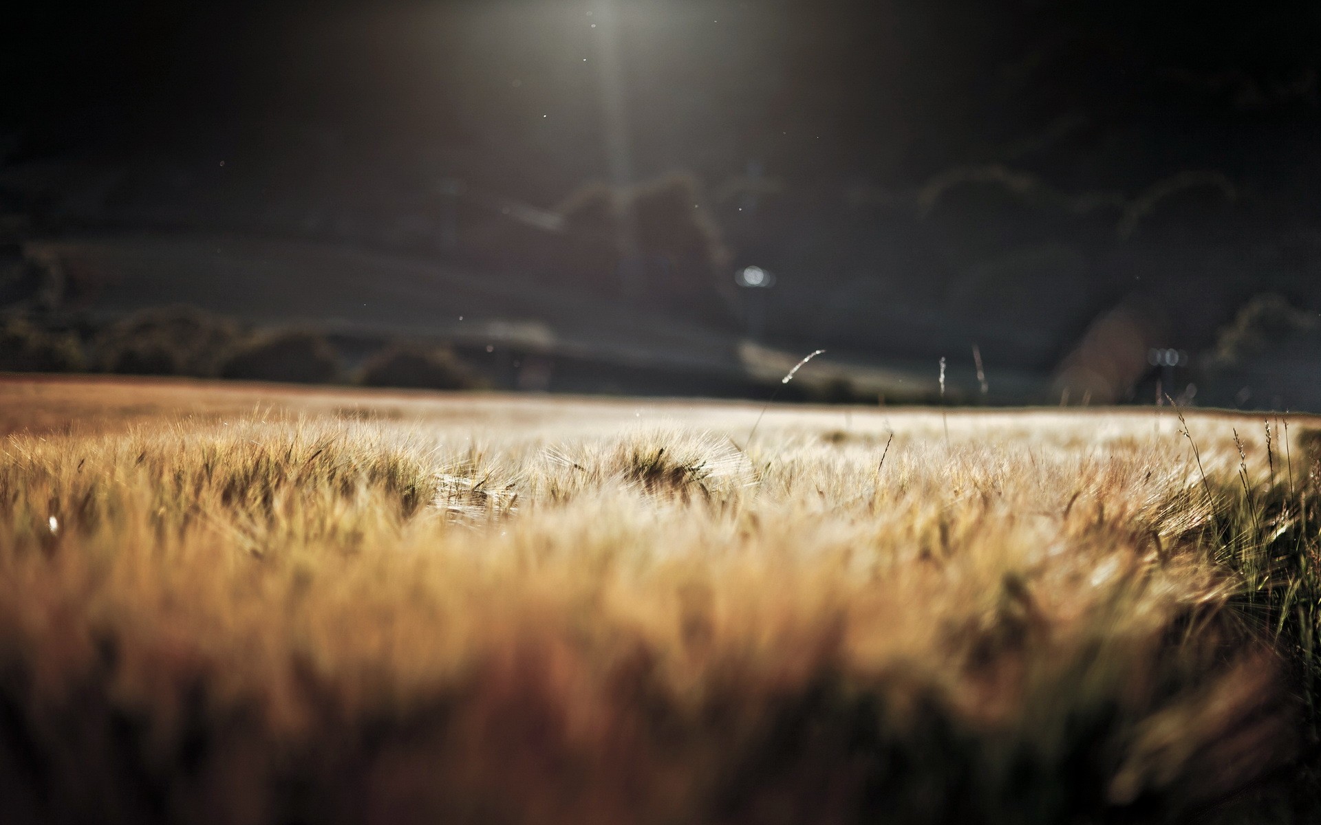 Fonds d'cran Nature Champs - Prairies Grass 