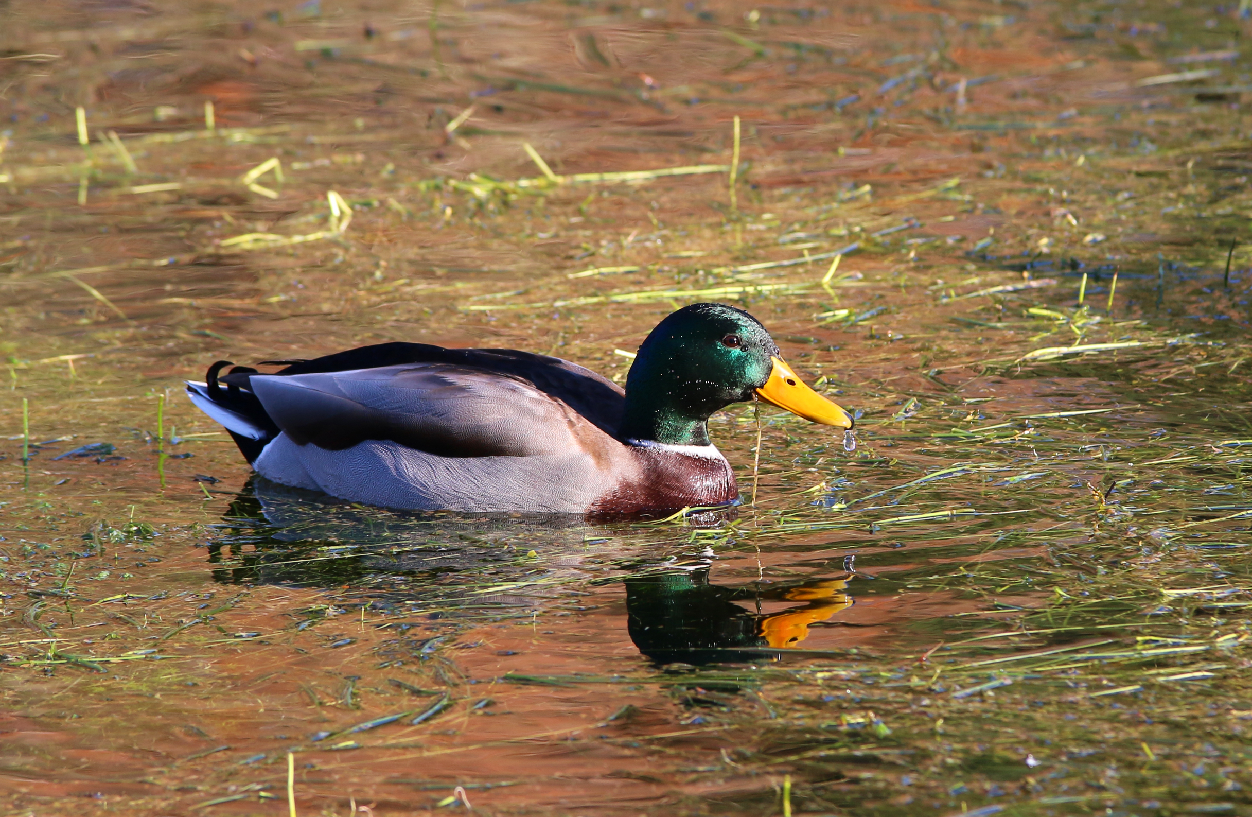 Fonds d'cran Animaux Oiseaux - Canards Canard colvert mle