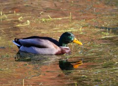  Animaux Canard colvert mle