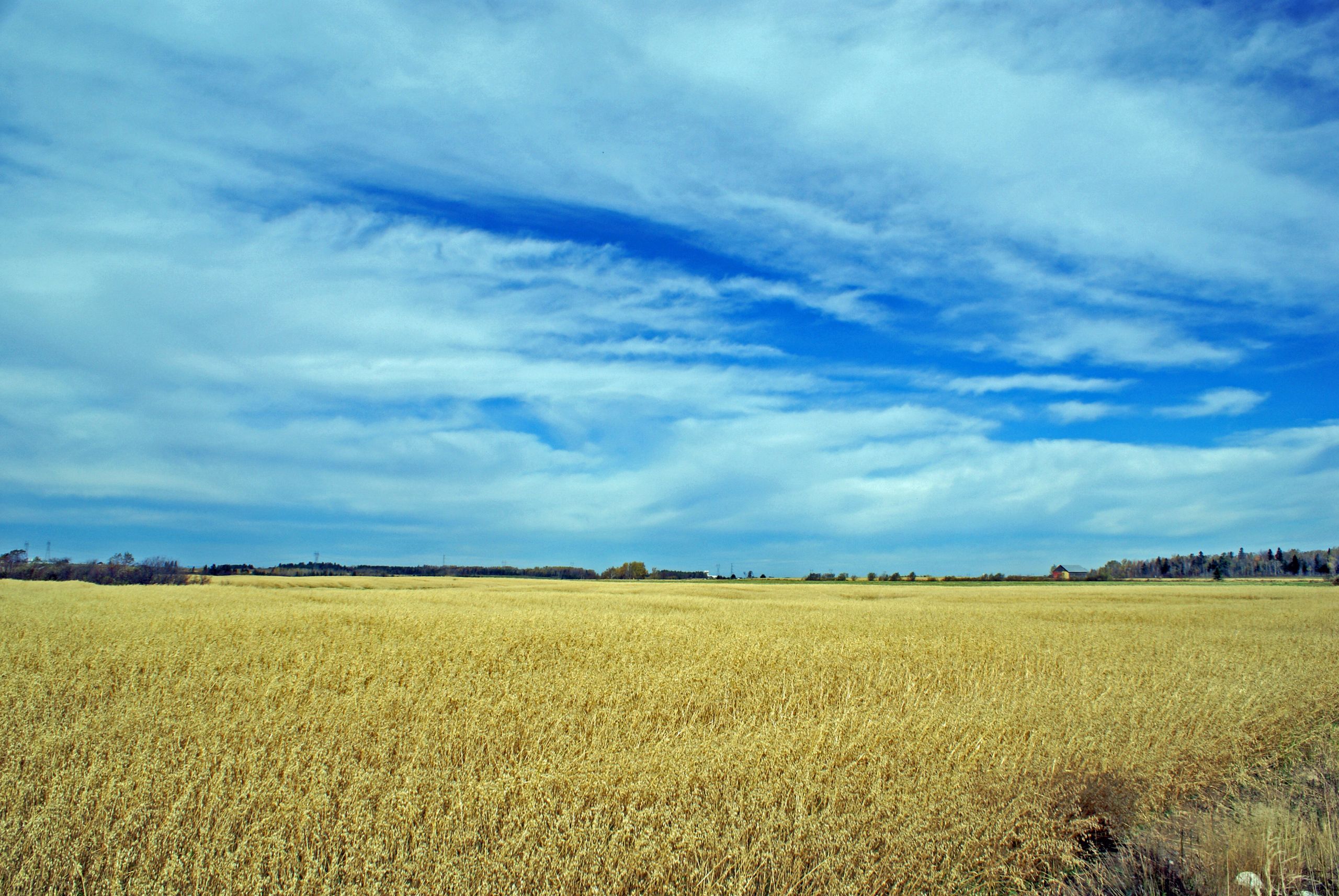 Fonds d'cran Nature Champs - Prairies LES BLÉS SONT MUR