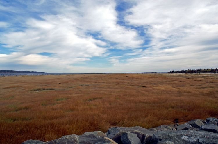 Fonds d'cran Nature Champs - Prairies FOIN DE MER