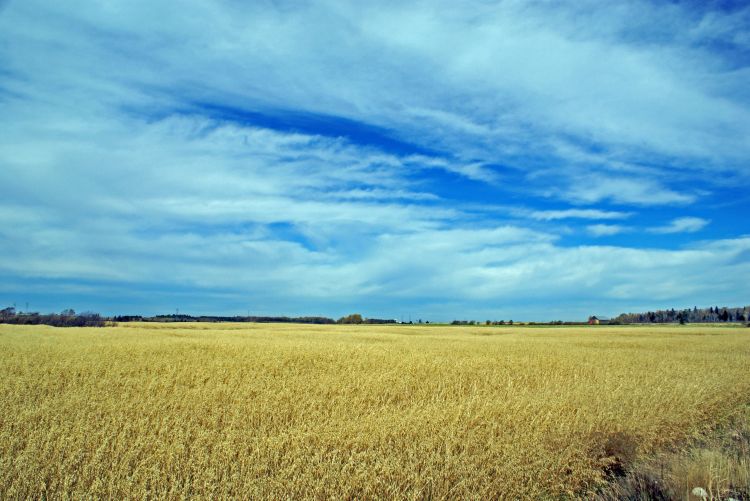 Fonds d'cran Nature Champs - Prairies LES BLÉS SONT MUR