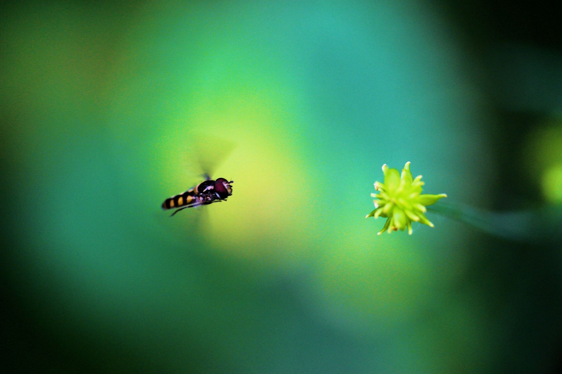 Wallpapers Animals Insectes - Hoverflies 