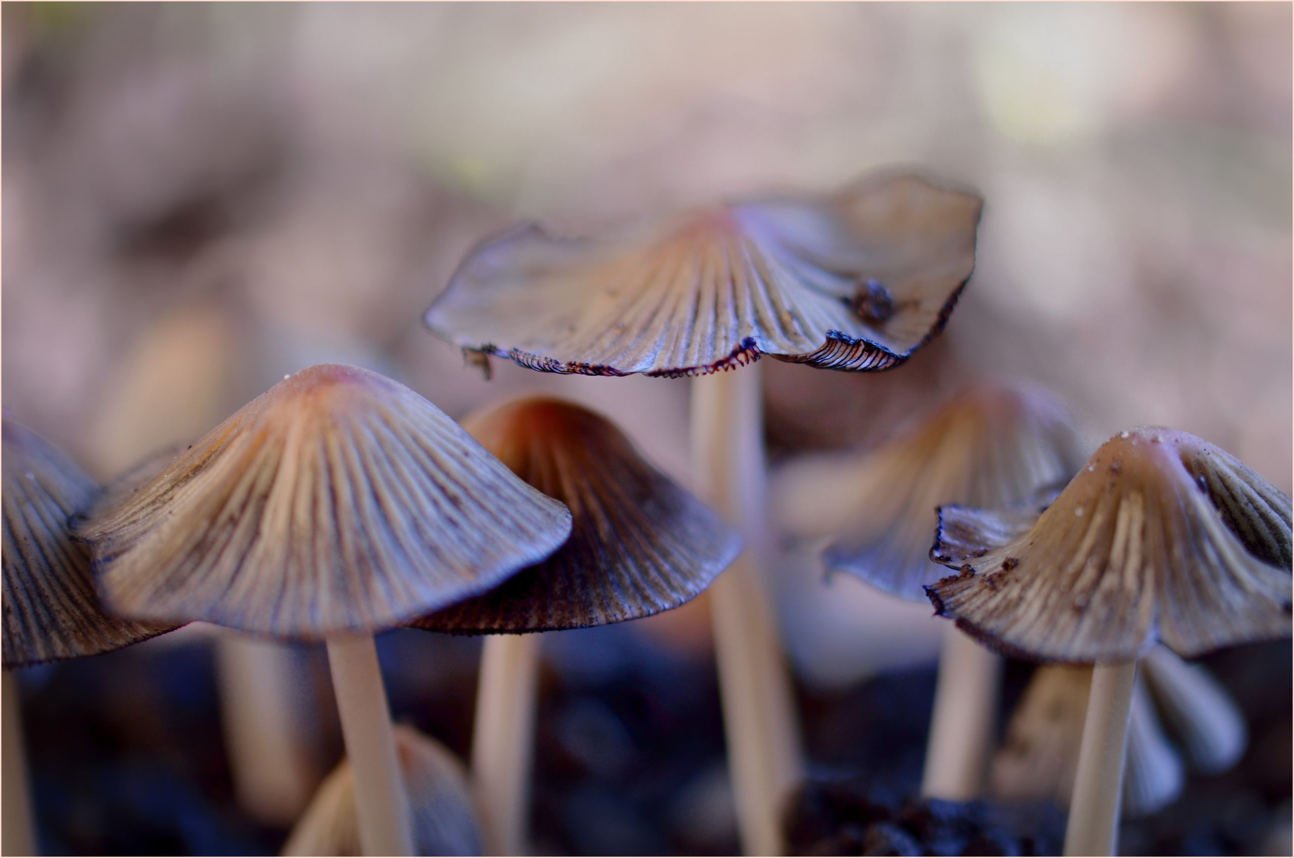 Fonds d'cran Nature Champignons Sous bois d'automne