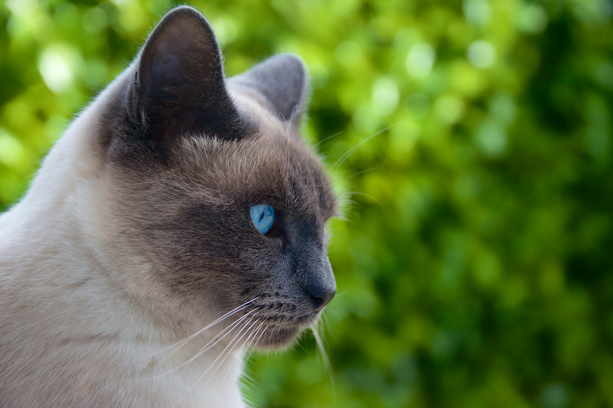 Fonds d'cran Animaux Chats - Chatons 