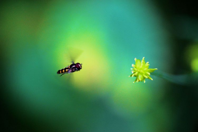 Wallpapers Animals Insectes - Hoverflies Wallpaper N365101