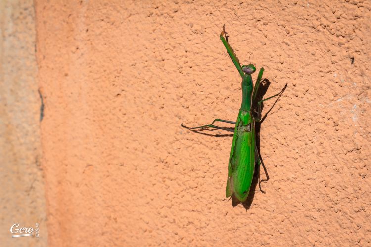 Wallpapers Animals Insects - Mantis Mante Religieuse