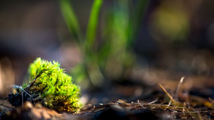 Wallpapers Nature Moss - Lichens The last light