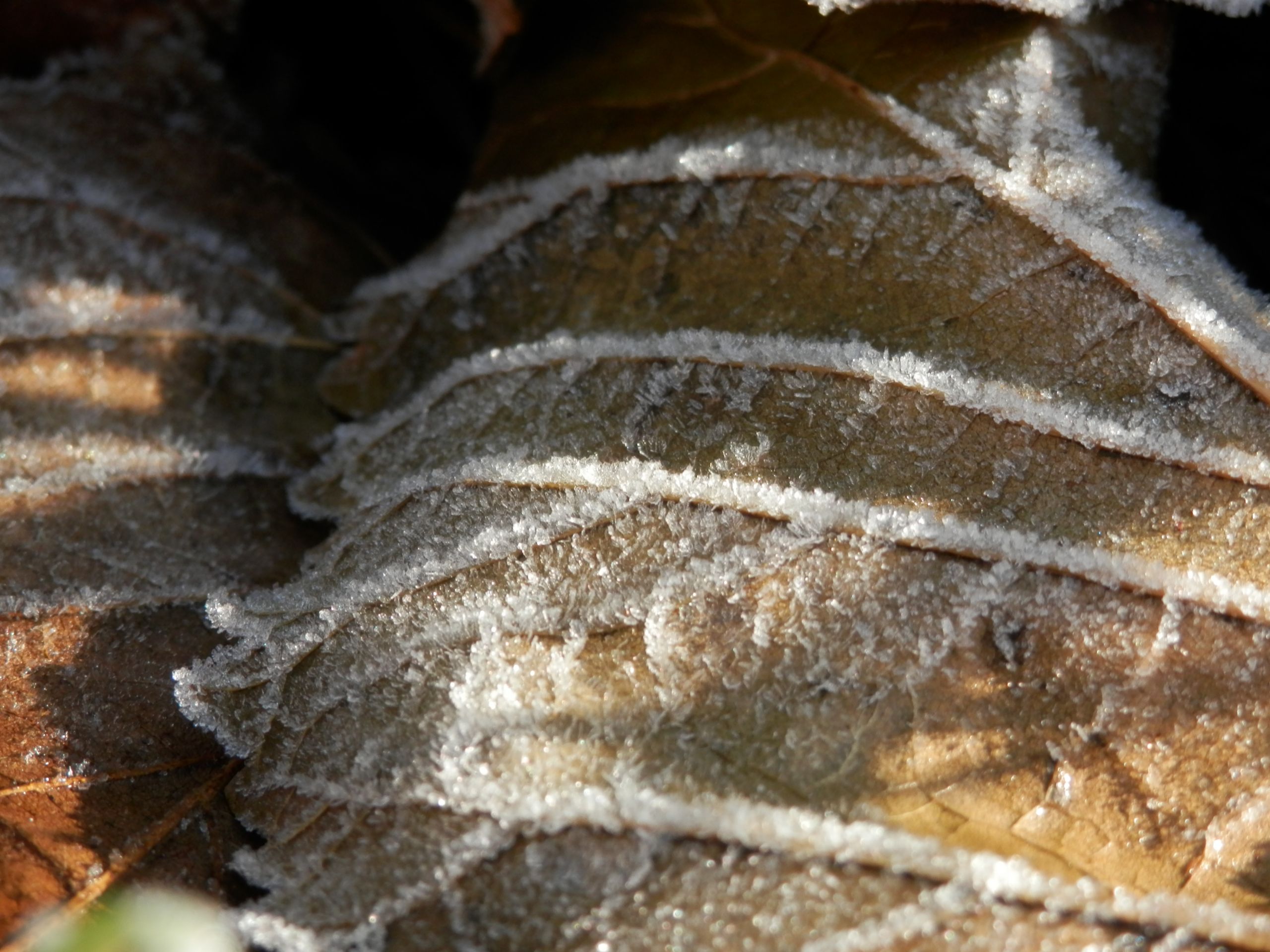 Wallpapers Nature Saisons - Winter Matin givr