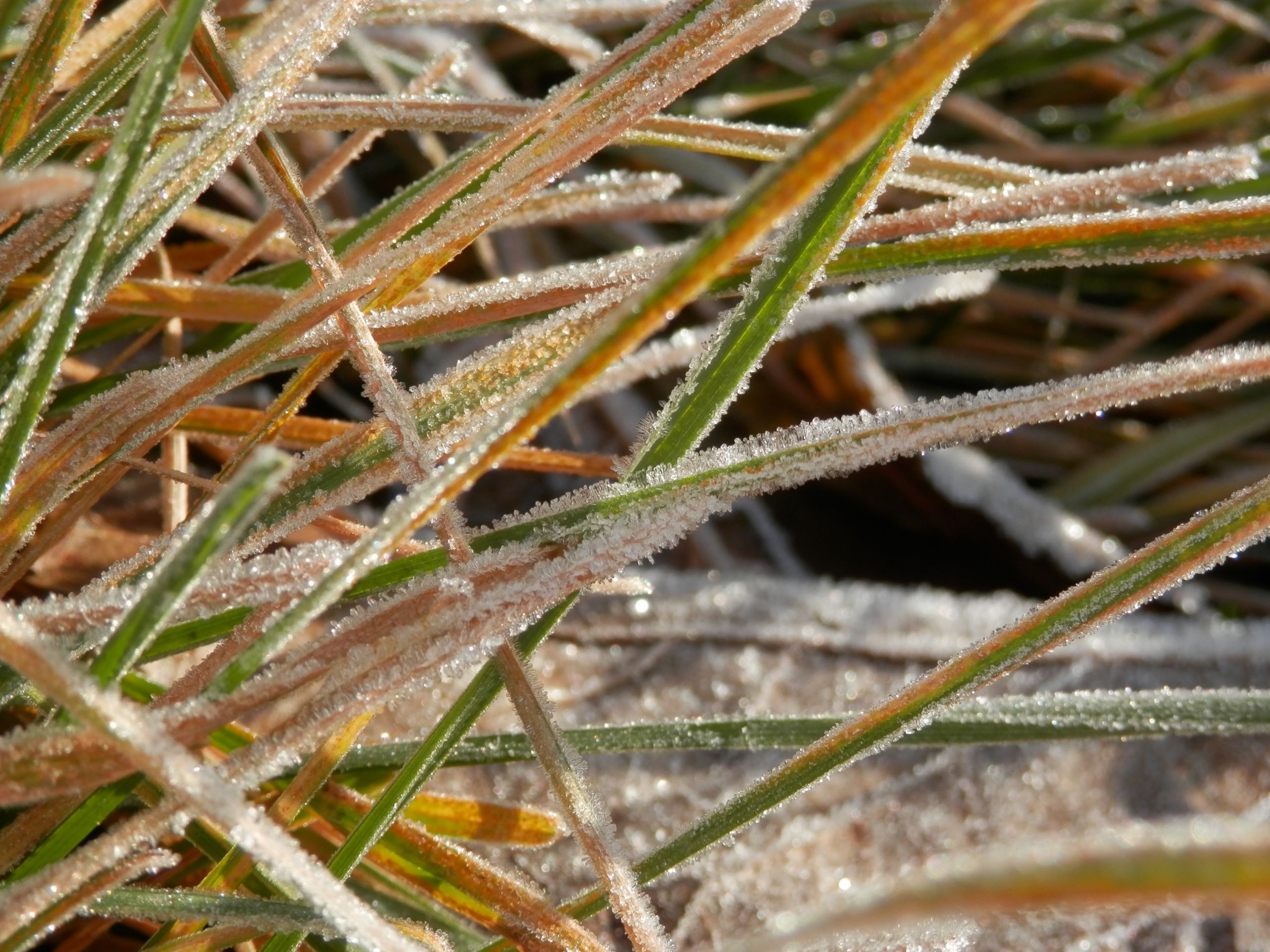 Fonds d'cran Nature Saisons - Hiver Matin givr 