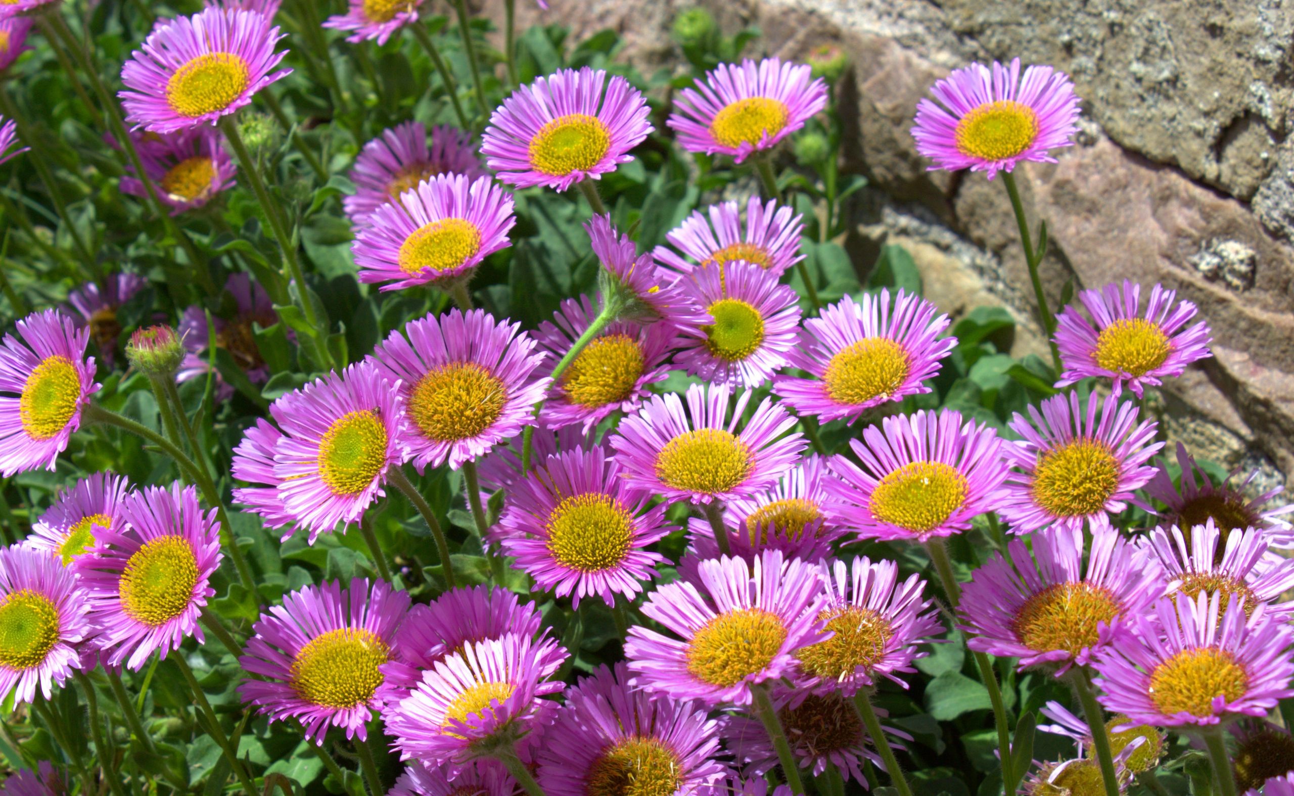 Fonds d'cran Nature Fleurs 