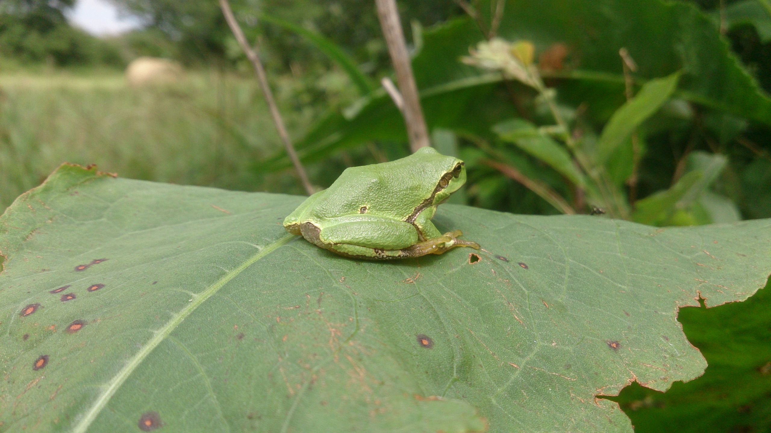 Wallpapers Animals Frogs - Toads Rainette Verte