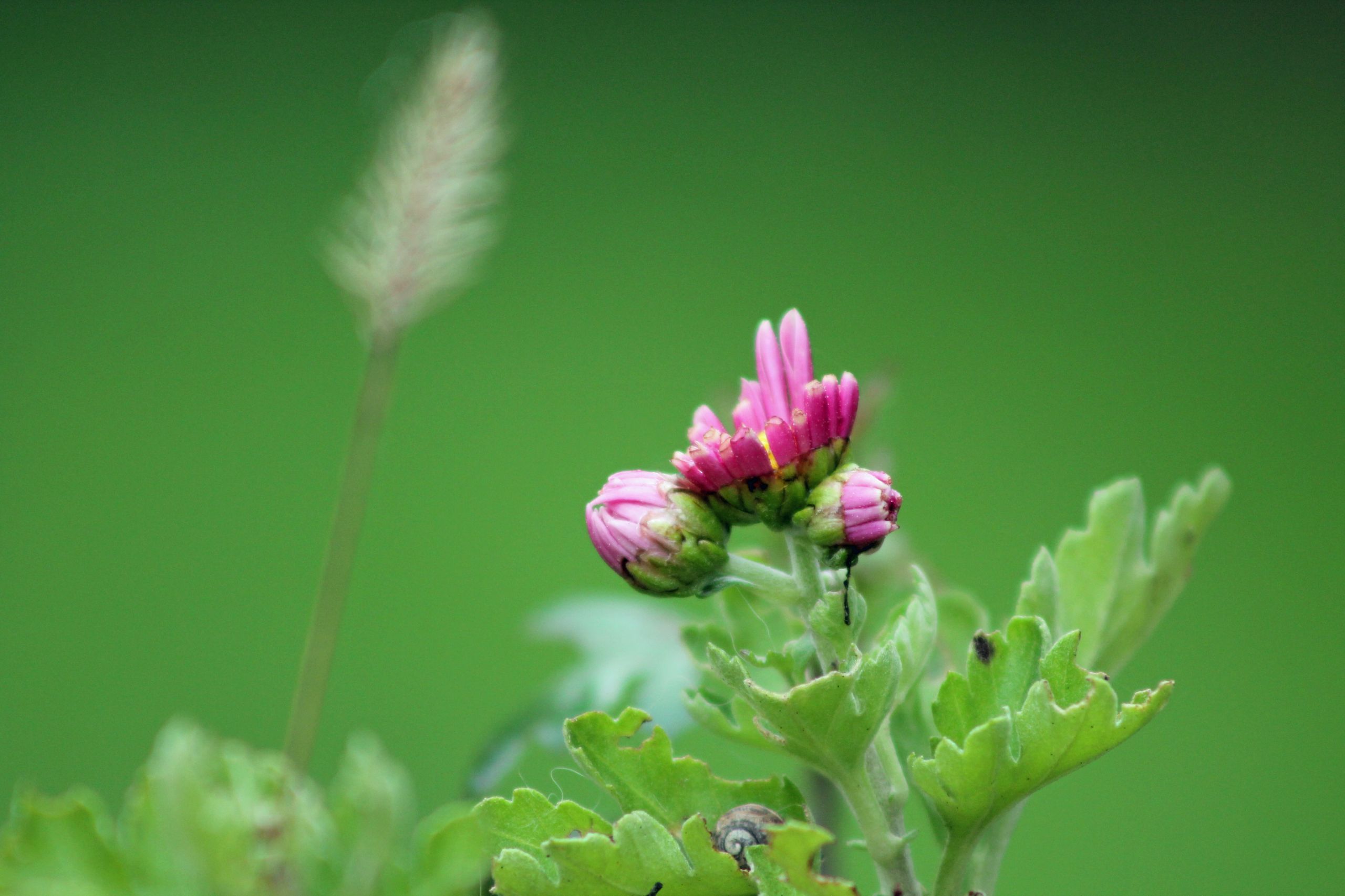 Wallpapers Nature Flowers 