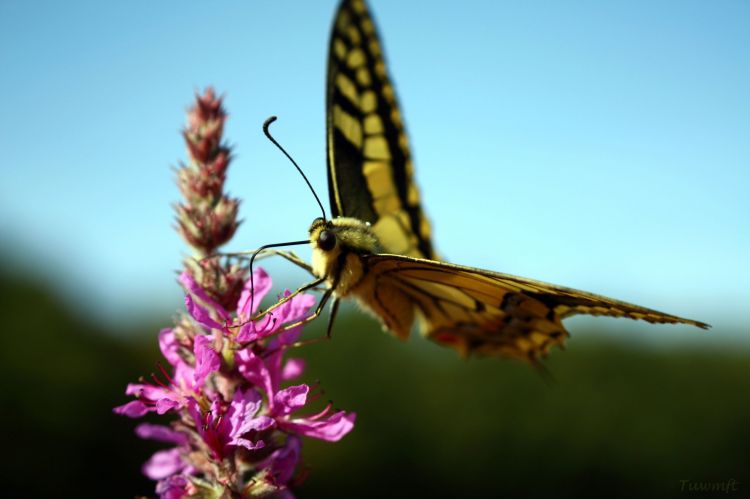 Wallpapers Animals Insects - Butterflies What ! A butterfly