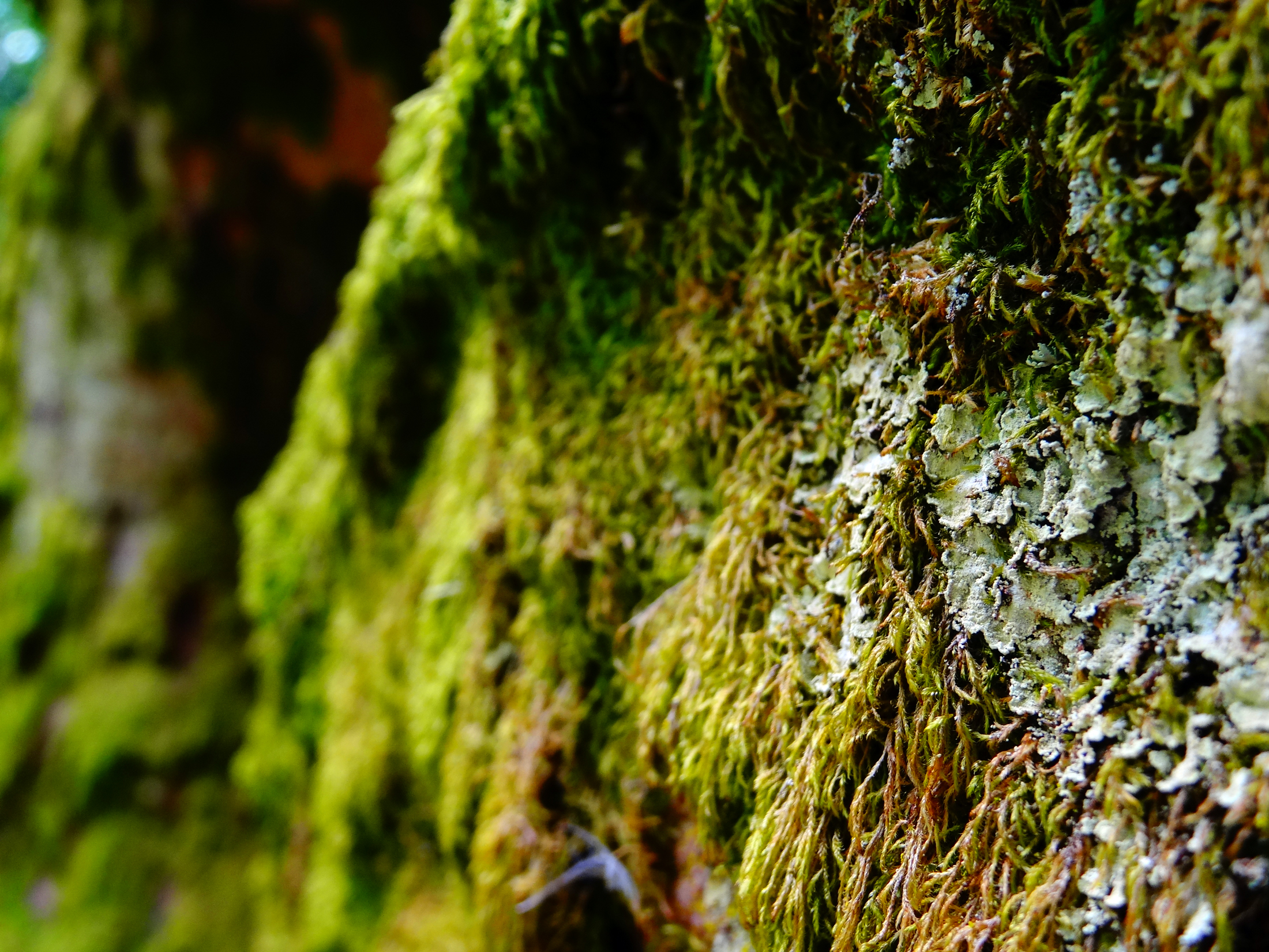 Wallpapers Nature Moss - Lichens 