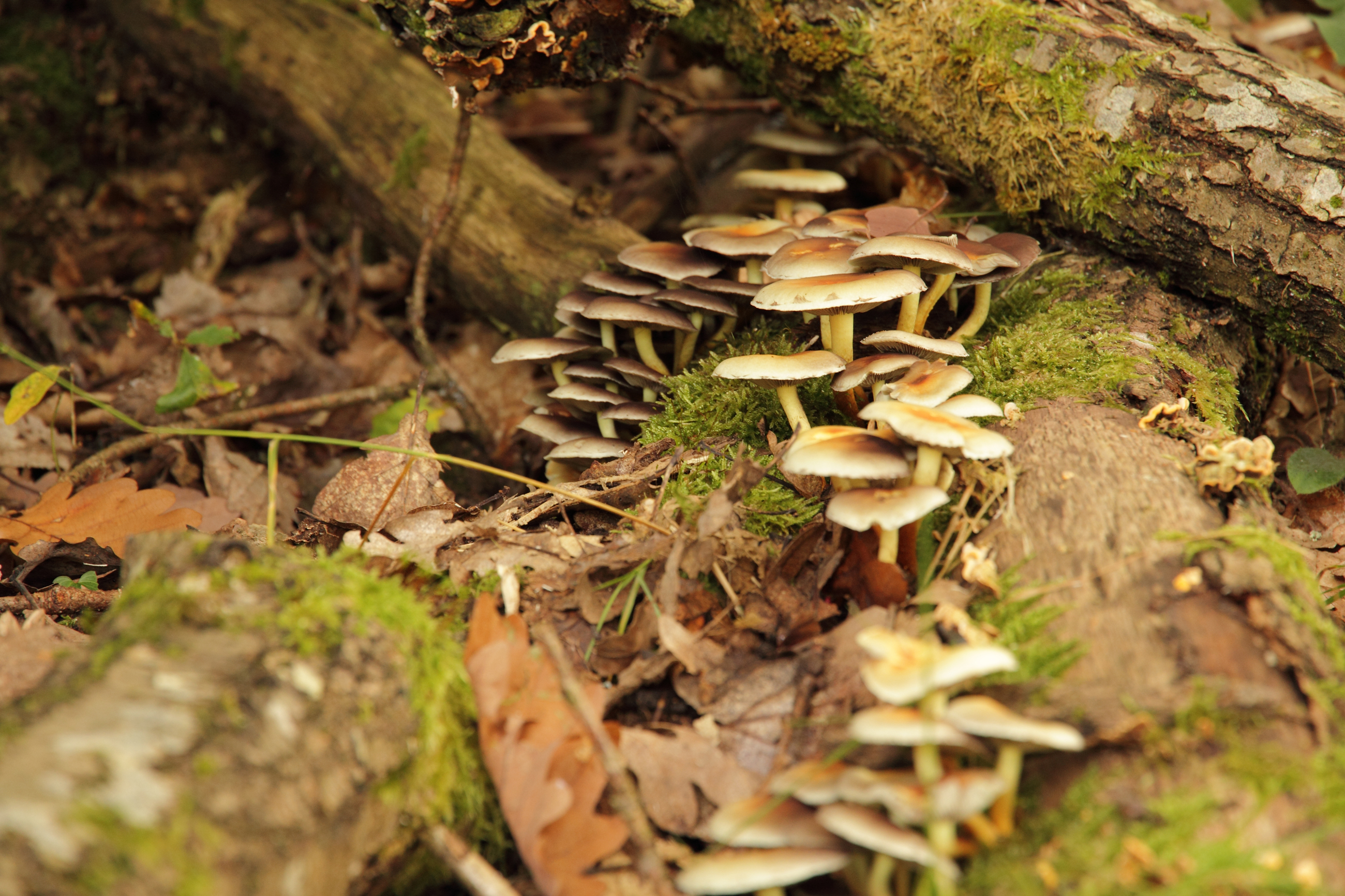 Fonds d'cran Nature Champignons 