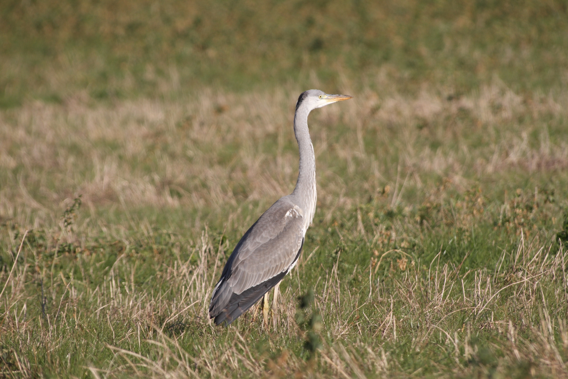 Wallpapers Animals Birds - Herons Héron cendré